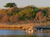 Egrets At Sunrise_29668